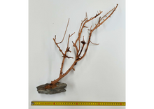 Bild im Galerie-Viewer laden, Natürlicher Baum mit Steinbasis