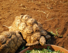Bild im Galerie-Viewer laden, PREMIUM Substrat für Landschildkröten Mischung