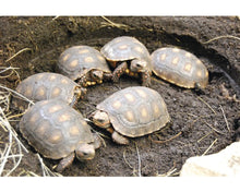 Bild im Galerie-Viewer laden, PREMIUM Substrat für Landschildkröten Mischung