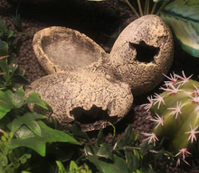 Bild im Galerie-Viewer laden, Fossile Eier Futter- und Refugium