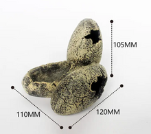 Bild im Galerie-Viewer laden, Fossile Eier Futter- und Refugium