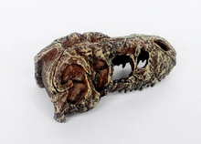 Bild im Galerie-Viewer laden, NANO T-REX Schädel