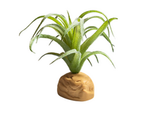 Bild im Galerie-Viewer laden, Tillandsia-Dekorationspflanze für Terrarien - ReptilHábitat