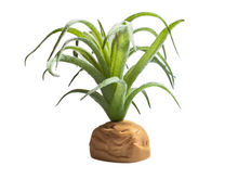 Bild im Galerie-Viewer laden, Tillandsia-Dekorationspflanze für Terrarien - ReptilHábitat