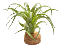 Bild im Galerie-Viewer laden, Tillandsia-Dekorationspflanze für Terrarien - ReptilHábitat