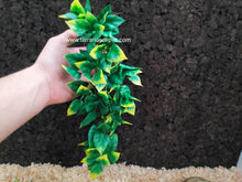Bild im Galerie-Viewer laden, Plantas - Varios tipos y tamaños (6748943024327)