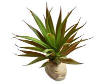 Bild im Galerie-Viewer laden, Ananas-Dekorationspflanze für Terrarien - ReptilHábitat