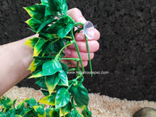 Bild im Galerie-Viewer laden, Plantas - Varios tipos y tamaños (6748943024327)