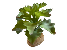Bild im Galerie-Viewer laden, Kalanchoe-Dekorationspflanze für Terrarien - ReptilHábitat