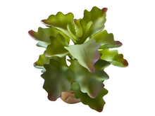 Bild im Galerie-Viewer laden, Kalanchoe-Dekorationspflanze für Terrarien - ReptilHábitat