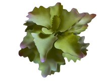 Bild im Galerie-Viewer laden, Kalanchoe-Dekorationspflanze für Terrarien - ReptilHábitat