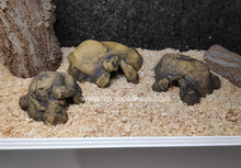 Bild im Galerie-Viewer laden, CUEVA NATURAL HIDING EXO TERRA (6748940009671)