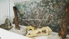 Bild im Galerie-Viewer laden, 100x50x50 (6748939059399)