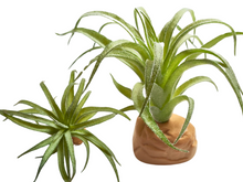 Bild im Galerie-Viewer laden, Tillandsia-Dekorationspflanze für Terrarien - ReptilHábitat