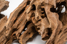 Bild im Galerie-Viewer laden, Drache Stamm