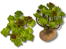 Bild im Galerie-Viewer laden, Sedum-Dekorationspflanze für Terrarien - ReptilHábitat