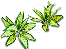 Bild im Galerie-Viewer laden, Aglaonema-Dekorationspflanze für Terrarien - ReptilHábitat