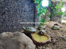 Bild im Galerie-Viewer laden, Plantas - Varios tipos y tamaños (6748943024327)