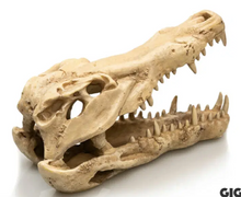 Bild im Galerie-Viewer laden, Krokodil Schädel