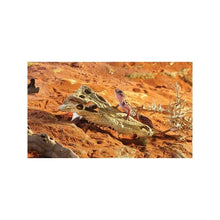 Bild im Galerie-Viewer laden, Refugio Cocodrilo Exo-Terra (7079450443975)