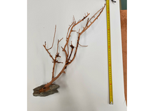 Bild im Galerie-Viewer laden, Natürlicher Baum mit Steinbasis
