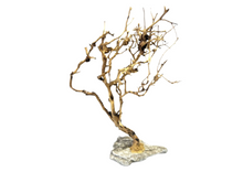 Bild im Galerie-Viewer laden, Natürlicher Baum mit Steinbasis
