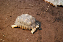Bild im Galerie-Viewer laden, PREMIUM Substrat für Landschildkröten Mischung

