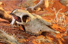 Bild im Galerie-Viewer laden, GROSSER Büffelschädel
