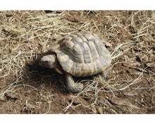 Bild im Galerie-Viewer laden, PREMIUM Substrat für Landschildkröten Mischung
