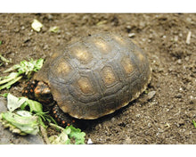 Bild im Galerie-Viewer laden, PREMIUM Substrat für Landschildkröten Mischung
