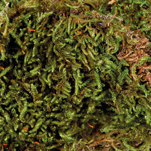 Bild im Galerie-Viewer laden, Feuchtes Vivariumsubstrat, 200 g Moos
