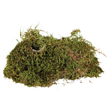 Bild im Galerie-Viewer laden, Feuchtes Vivariumsubstrat, 200 g Moos
