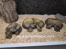 Bild im Galerie-Viewer laden, CUEVA NATURAL HIDING EXO TERRA (6748940009671)
