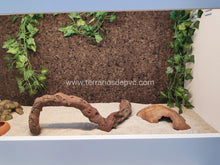 Bild im Galerie-Viewer laden, Fondo decorativo de corcho para terrarios (6748942205127)
