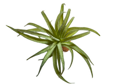 Bild im Galerie-Viewer laden, Tillandsia-Dekorationspflanze für Terrarien - ReptilHábitat
