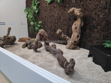 Bild im Galerie-Viewer laden, Sustrato para POGONAS (6748942270663)
