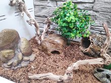 Bild im Galerie-Viewer laden, Pflanze - 3
