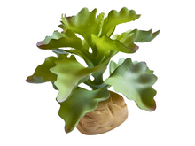 Bild im Galerie-Viewer laden, Kalanchoe-Dekorationspflanze für Terrarien - ReptilHábitat
