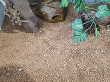 Bild im Galerie-Viewer laden, Substrat für Landschildkröten
