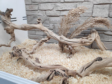 Bild im Galerie-Viewer laden, AST FOREST BRANCH Exo-Terra
