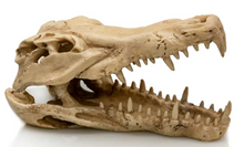 Bild im Galerie-Viewer laden, Krokodil Schädel
