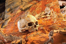 Bild im Galerie-Viewer laden, Schädel eines Primaten Exo-Terra
